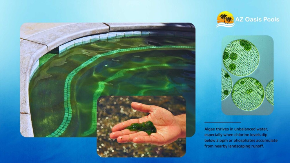 BLOG - AZ Oasis Pool - Top 10 Signs You Need Professional Pool Cleaning - Algae Growth Demands Best Pool Cleaners in Arizona